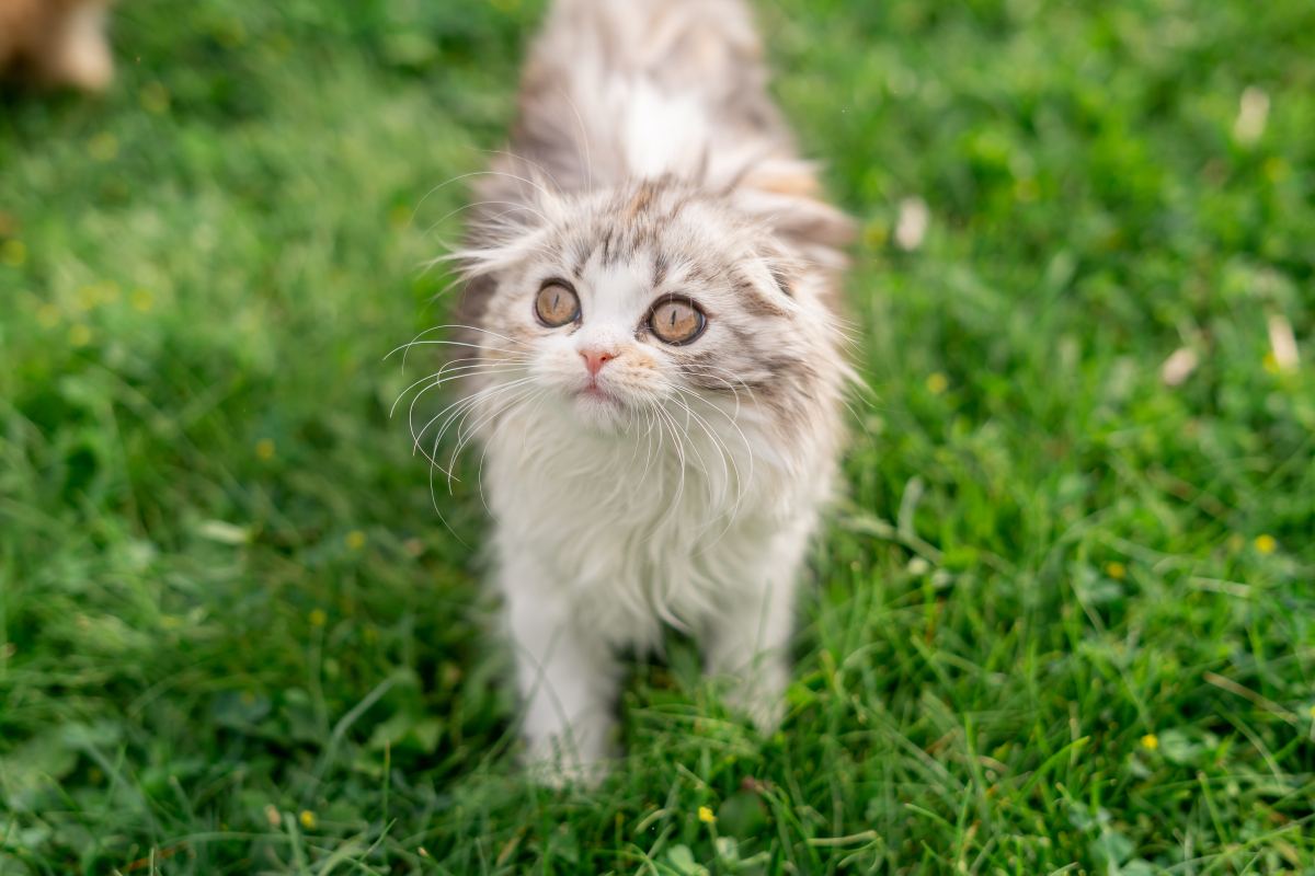 猫咪认得回家的路吗?