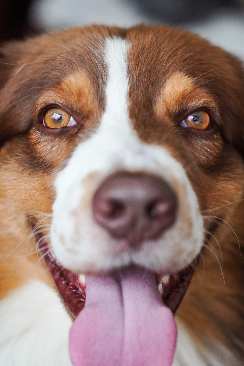 但你听说过"狗狗也有四只眼睛"的品种吗!你见过"四眼狗"的品种?