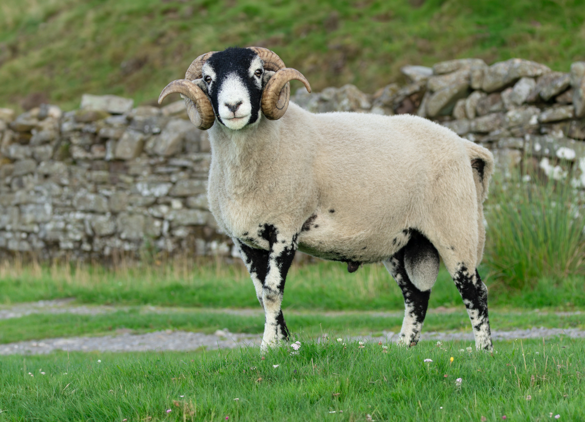 区分公羊和母羊的小妙招