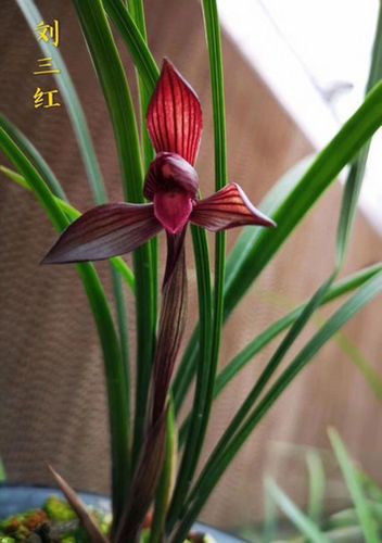 刘三红 高档春兰红素兰花名品室内阳台花卉
