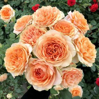 古董焦糖灌木月季欧月古董系列阳光天鹅古董浪漫焦糖庭院玫瑰花苗