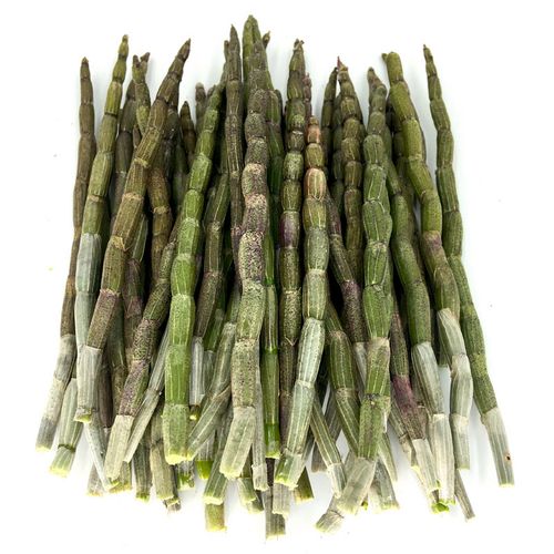 霍山铁皮石斛鲜条500g 新鲜石斛枫斗 仿四年生 500g