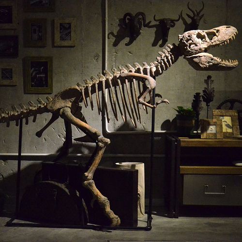 昆虫标本树脂仿真恐龙骨架化石动物骨骼大型橱窗落地摆件教学道具标本