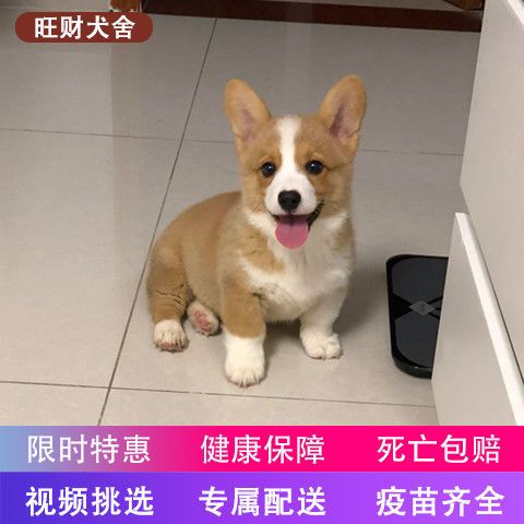 柯基犬短腿幼犬宠物犬 狗活体 幼犬小柯基纯种短腿大屁股小型犬【4月