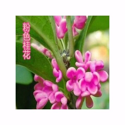 桂花树新品桂花粉色桂花 正宗桂花树苗盆栽桂花树 当年开花苗金桂