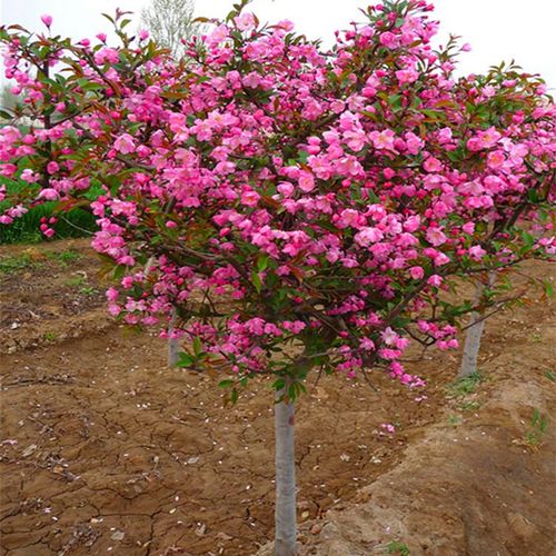 日本海棠 日本海棠花树苗庭院大型花卉植物室内外风景树西府海棠树 4
