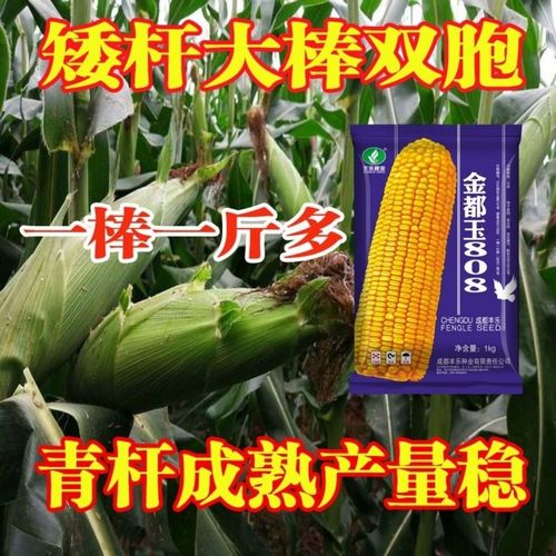 精品 808玉米种子 矮杆 高产饲料玉米抗病抗旱金都玉808