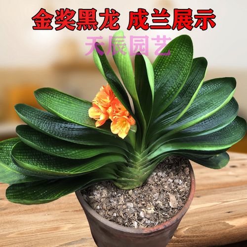 长春精品君子兰苗盆栽花苗君子兰品种麻脸短叶高档新品种金奖黑龙