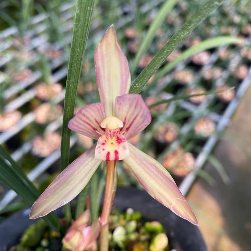 兰花苗 洛仙 春兰铭品复色花水仙瓣浓香出架好养花卉 冬季带花苞