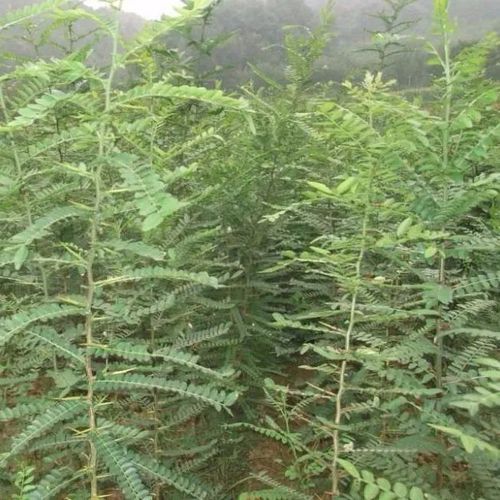 皂角树苗大刺皂角苗皂荚树皂角米树皂刺树苗南北方种植包成活包邮【6