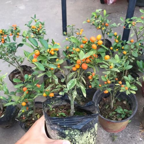 新年金豆盆景金豆苗小苗造型盆景盆栽带果苗观果子阳台室内绿植耐