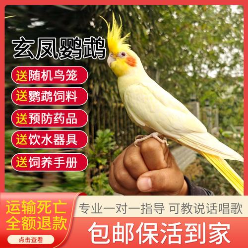 鹦鹉玄凤活体学说话手养黄化珍珠玄凤鹦鹉可繁殖一对鹦鹉活物活鸟