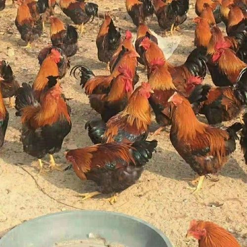正宗阉鸡幼苗清远鸡幼苗本地扇鸡麻鸡粟米鸡走地鸡农家散养鸡包活【5