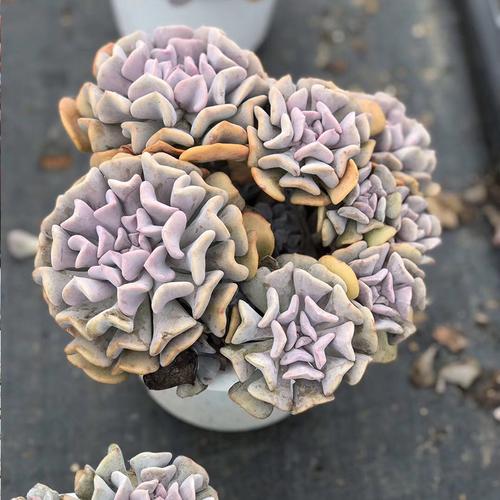 雪精灵多肉缀化 露养老桩群生多肉植物新手组合 室内阳台好养植物