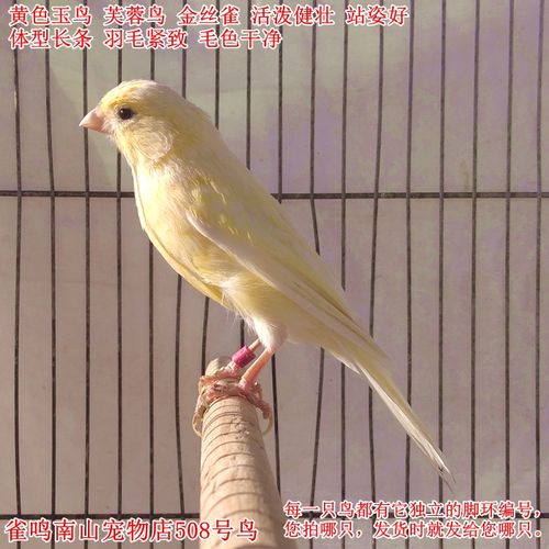 508号黄色玉鸟金丝雀活体芙蓉鸟活泼健壮 站姿好  毛色干净体型好