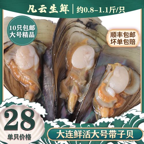 大连海鲜大号带子鲜活烧烤绿贝江瑶贝大个水产现发10包邮贝柱扇贝