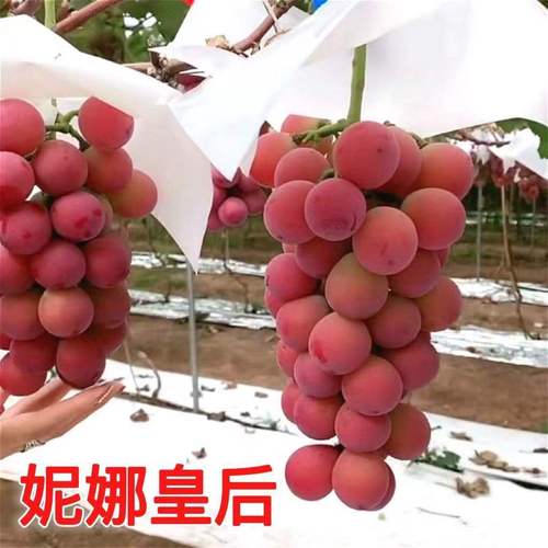 新品种妮娜皇后草莓味奶香葡萄嫁接葡萄树苗地栽盆栽南北方种植