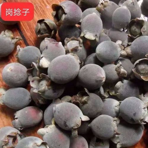 广西新鲜山捻子干果岗捻子野生药材山捻果桃金娘泡酒岗捻豆仲尼果
