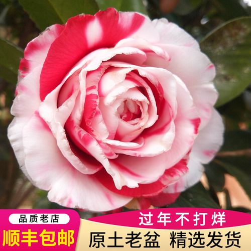 吉普赛女郎茶花盆栽嫁接恨天高情人节超级赛牡丹魔术城魔术师大型