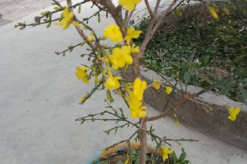 0/棵 迎春花无人工培育,大山里自然生长的迎春花