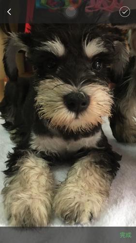 纯种黑银色椒盐色雪纳瑞幼犬宠物狗老头犬活体出售迷你雪纳瑞家养