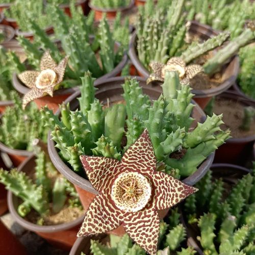 开花姬龙角多肉植物盆栽小牛角肉肉绿植花卉龙王阁犀牛角仙人球属【7