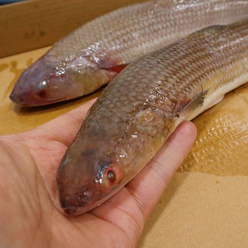 海捕小梭鱼深海狗棍狗母鱼条蛇鲻鱼支鱼丁鱼海鱼炸鱼 湾钰蜜 (6两-1斤