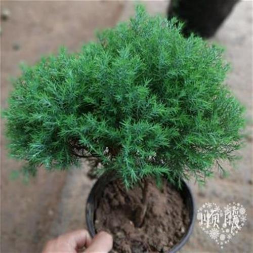 球状松柏盆景 绒针柏 t露wva水柏绿植盆景绒松四季常青办公室植物