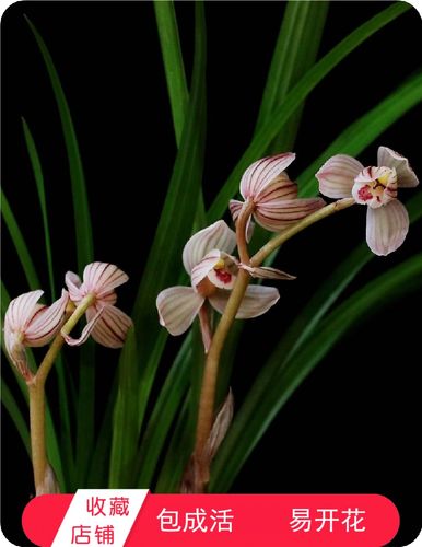 春剑新品种 荷王兰花苗 花大花香易开花包成活室内