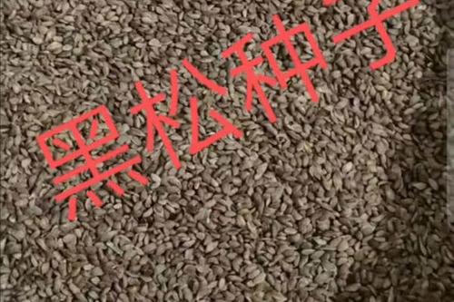 0/斤  基地精品黑松种子   出芽率高量大从有