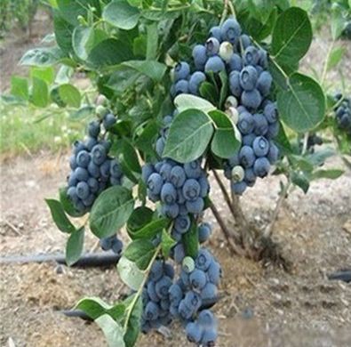 果树苗蓝莓树苗 南高丛蓝莓苗 南大蓝莓苗适合南方种植当年结果