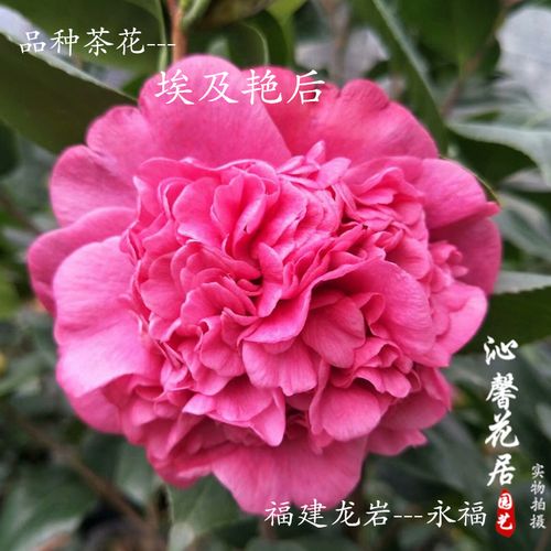 稀有名贵品种巨型花紫红色埃及艳后茶花盆栽绿植花卉室内外庭院