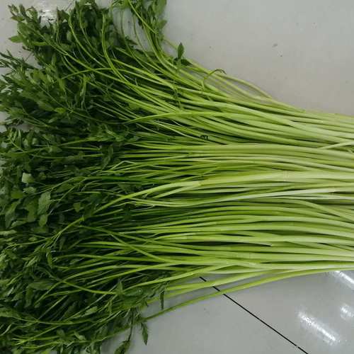 新鲜蔬菜金坛无节水芹水芹菜小叶芹菜农家自种保鲜运输非溧阳白芹
