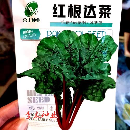 红根达菜种子红牛皮菜君达菜种籽农家阳台盆栽春秋季蔬菜种孑包邮