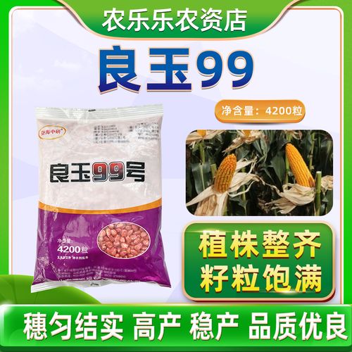 良玉99国审南北方玉米种子红轴农科院包米矮大棒双棒种孑抗涝大棒