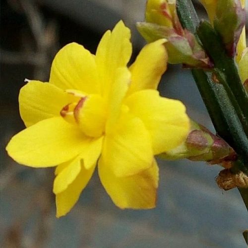 三台迎春花盆栽复瓣迎春花盆景素材 1-2年苗带盆其它脱盆带土发货【4