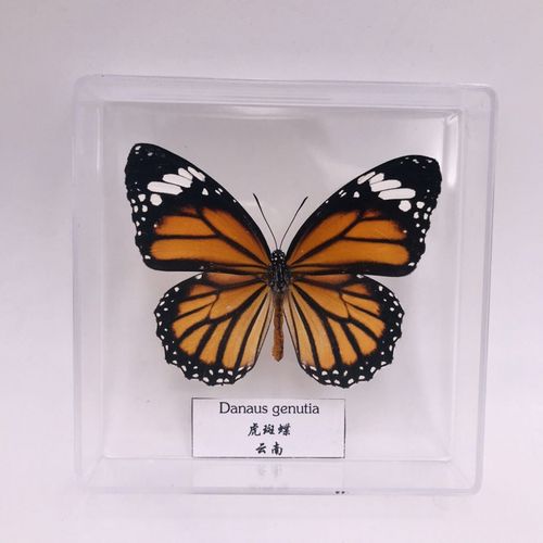 昆虫标本制作工具蝶仙子蝴蝶标本摆件真蝴蝶展翅学生创意生日礼品透明