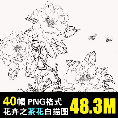 中国画工笔白描花卉茶花线稿绘画练习底稿临摹参考