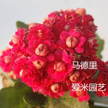 重瓣长寿花种子 鲜花种子花卉种子 花种 桌面阳盆栽种子 23号马德里20