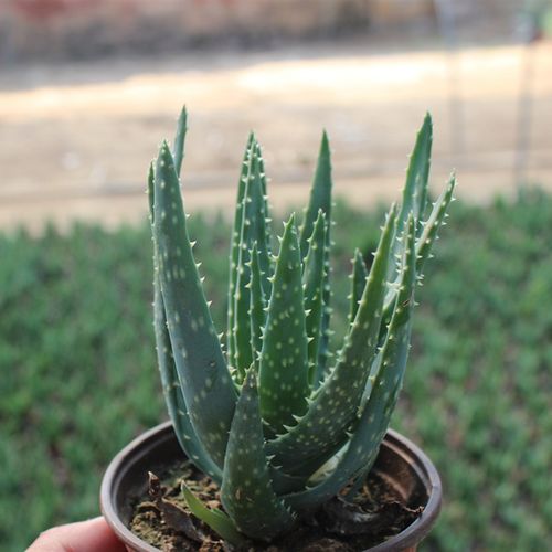 多肉植物《雪花芦荟》芦荟属,原产南非～防辐射～洗甲醛10cm