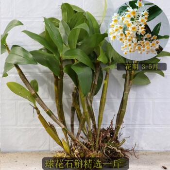 球花石斛苗黄花石斛长绿石斛花卉绿植盆栽盆景吊兰花洋兰球形易活