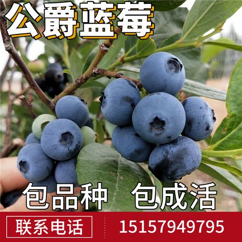 公爵蓝莓苗南北方室内外地栽四季种植阳台盆栽嫁接果树苗当年结果