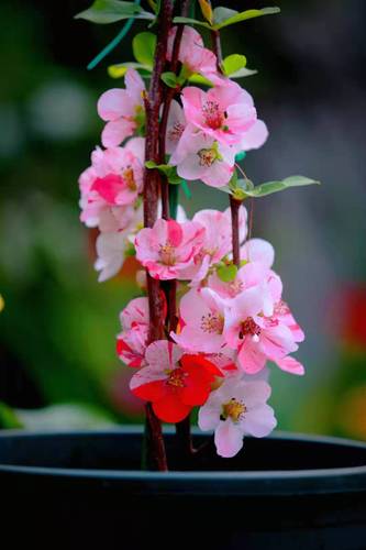 越之辉*日本复色海棠东洋锦系列贴梗海棠树苗盆景盆栽庭院阳台