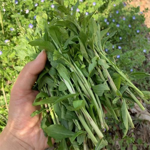 野生枸杞叶湖北野菜枸杞头枸杞嫩芽现摘现发枸杞菜1-3斤包邮春季