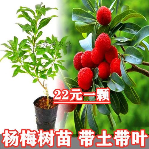 杨梅树苗东魁杨梅苗嫁接果树苗当年结果黑炭红梅南方四季庭院盆栽