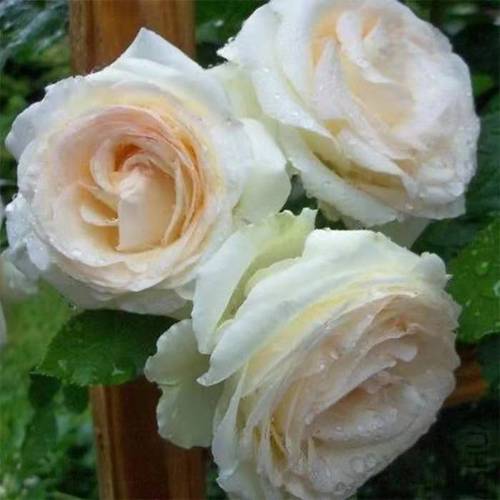 白色龙沙宝石 藤本月季 欧月 绿植 盆栽小苗 欧洲月季