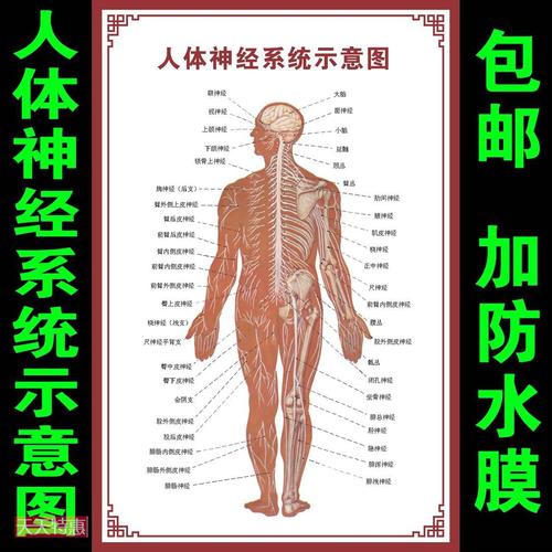 神经系统示意图挂图人体结构器官解剖图 医院医学宣传画布置海报
