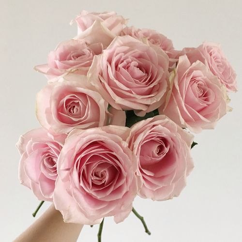 a级出口粉红雪山香槟玫瑰花鲜花北京上海云南同城鲜切花批发花卉