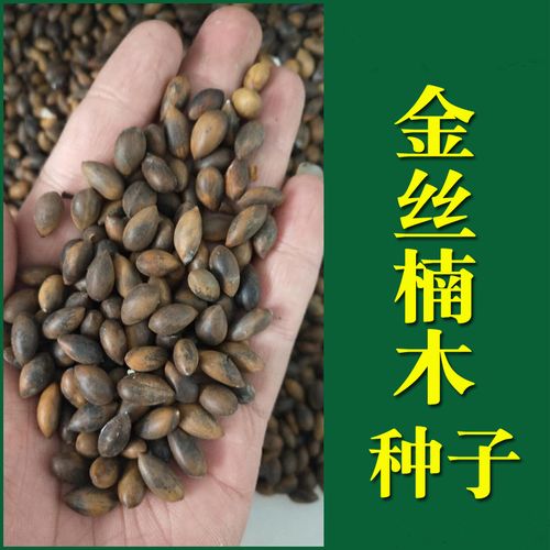 正宗海南黄花梨种子 印度小叶紫檀种子 金丝楠木树种子 菩提种子