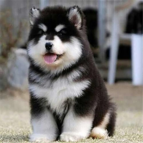 阿拉斯加活体宠物狗大型犬幼犬活体阿拉斯加雪橇犬幼犬包活【4月13日